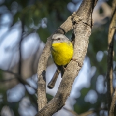 Eopsaltria australis (Eastern Yellow Robin) at Piney Range, NSW - 25 Jul 2023 by trevsci