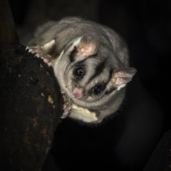 Petaurus notatus (Krefft’s Glider, formerly Sugar Glider) at Weddin Mountains National Park - 24 Jul 2023 by trevsci