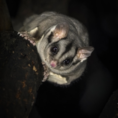 Petaurus notatus (Krefft’s Glider, formerly Sugar Glider) at Weddin Mountains National Park - 24 Jul 2023 by trevsci