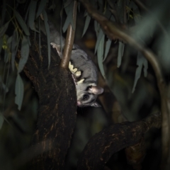 Petaurus notatus at Piney Range, NSW - 24 Jul 2023