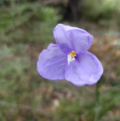 Patersonia sericea (Silky Purple-flag) at Ulladulla Wildflower Reserve - 28 Jul 2023 by MatthewFrawley