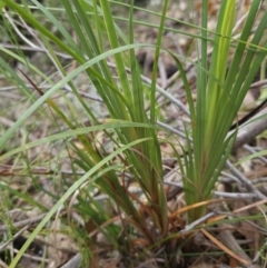Patersonia sericea at Ulladulla, NSW - 28 Jul 2023 10:28 AM