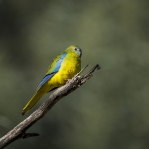 Neophema pulchella at Piney Range, NSW - suppressed