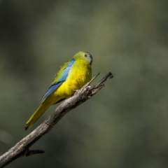 Neophema pulchella (Turquoise Parrot) at Piney Range, NSW - 25 Jul 2023 by trevsci