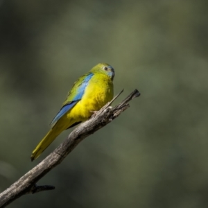 Neophema pulchella (Turquoise Parrot) at Piney Range, NSW by trevsci