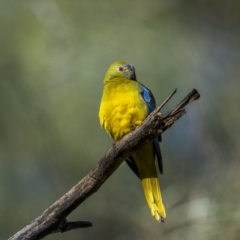 Neophema pulchella at Piney Range, NSW - suppressed