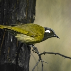 Nesoptilotis leucotis (White-eared Honeyeater) at Weddin Mountains National Park - 25 Jul 2023 by trevsci