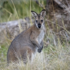 Notamacropus rufogriseus (Red-necked Wallaby) at Piney Range, NSW - 25 Jul 2023 by trevsci