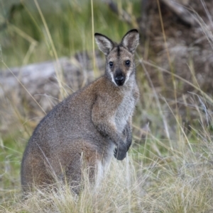 Notamacropus rufogriseus (Red-necked Wallaby) at Piney Range, NSW by trevsci