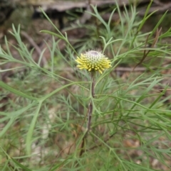 Isopogon anemonifolius (Common Drumsticks) at Ulladulla Wildflower Reserve - 28 Jul 2023 by MatthewFrawley