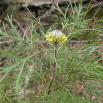 Isopogon anemonifolius (Common Drumsticks) at Ulladulla Wildflower Reserve - 28 Jul 2023 by MatthewFrawley