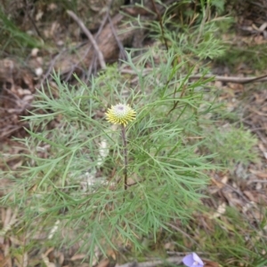 Isopogon anemonifolius at Ulladulla, NSW - 28 Jul 2023