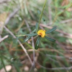 Unidentified Pea at Ulladulla, NSW - 28 Jul 2023 by MatthewFrawley