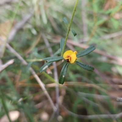 Unidentified Pea at Ulladulla, NSW - 28 Jul 2023 by MatthewFrawley