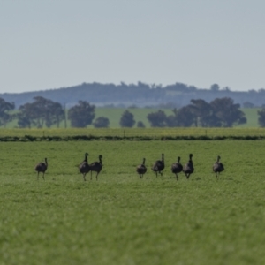 Dromaius novaehollandiae (Emu) at Bimbi, NSW by trevsci
