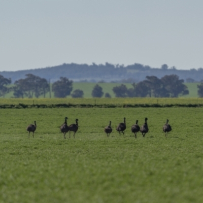 Dromaius novaehollandiae (Emu) at Bimbi, NSW - 25 Jul 2023 by trevsci