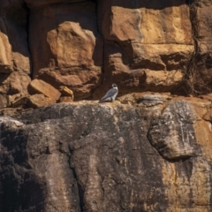 Falco peregrinus (Peregrine Falcon) at Weddin Mountains National Park - 25 Jul 2023 by trevsci