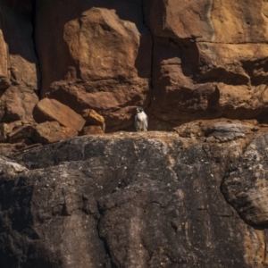Falco peregrinus at Piney Range, NSW - 25 Jul 2023
