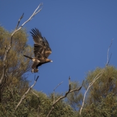 Aquila audax (Wedge-tailed Eagle) at Weddin Mountains National Park - 24 Jul 2023 by trevsci