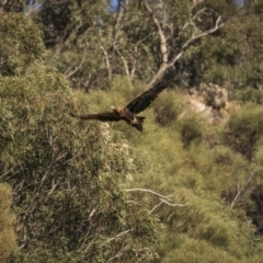 Aquila audax at Piney Range, NSW - 25 Jul 2023 09:56 AM