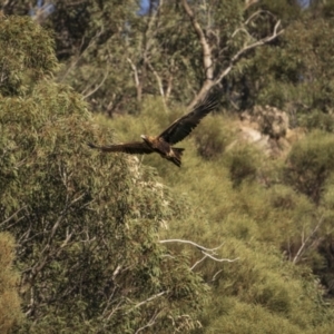 Aquila audax at Piney Range, NSW - 25 Jul 2023 09:56 AM