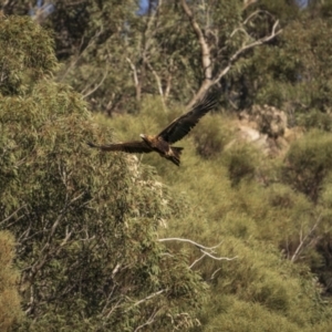 Aquila audax at Piney Range, NSW - 25 Jul 2023