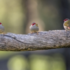 Neochmia temporalis (Red-browed Finch) at Piney Range, NSW - 26 Jul 2023 by trevsci