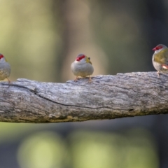 Neochmia temporalis (Red-browed Finch) at Piney Range, NSW - 25 Jul 2023 by trevsci