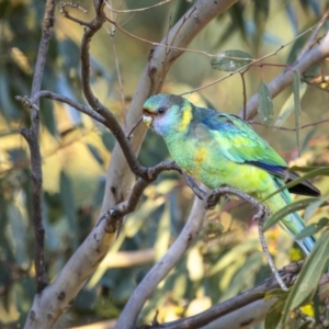 Barnardius zonarius at Piney Range, NSW - 24 Jul 2023