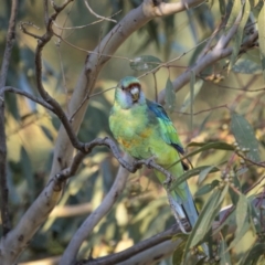 Barnardius zonarius at Piney Range, NSW - 24 Jul 2023 03:56 PM