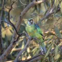 Barnardius zonarius at Piney Range, NSW - 24 Jul 2023