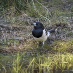 Cracticus nigrogularis (Pied Butcherbird) at Piney Range, NSW - 24 Jul 2023 by trevsci