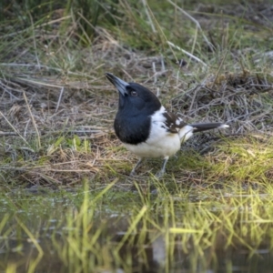 Cracticus nigrogularis at Piney Range, NSW - 24 Jul 2023