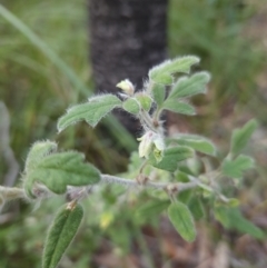 Xanthosia pilosa (Woolly Xanthosia) at Ulladulla Wildflower Reserve - 28 Jul 2023 by MatthewFrawley