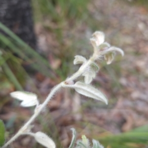 Xanthosia pilosa at Ulladulla, NSW - 28 Jul 2023