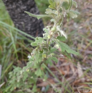 Xanthosia pilosa at Ulladulla, NSW - 28 Jul 2023