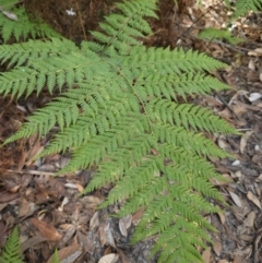 Calochlaena dubia (Rainbow Fern) at Ulladulla, NSW - 28 Jul 2023 by MatthewFrawley