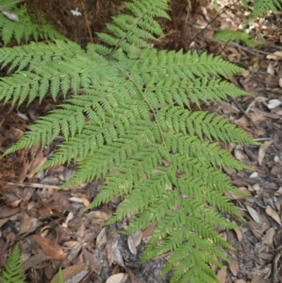 Calochlaena dubia (Rainbow Fern) at Ulladulla Wildflower Reserve - 28 Jul 2023 by MatthewFrawley