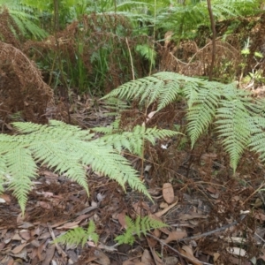 Calochlaena dubia at Ulladulla, NSW - 28 Jul 2023