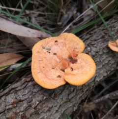 Unidentified Fungus at Ulladulla Wildflower Reserve - 28 Jul 2023 by MatthewFrawley