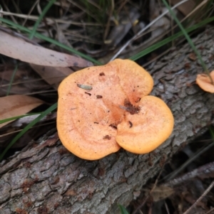 Trametes coccinea at Ulladulla, NSW - 28 Jul 2023 10:55 AM