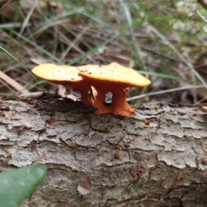 Trametes coccinea at Ulladulla, NSW - 28 Jul 2023 10:55 AM