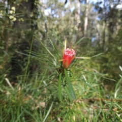 Lambertia formosa (Mountain Devil) at Ulladulla Wildflower Reserve - 28 Jul 2023 by MatthewFrawley
