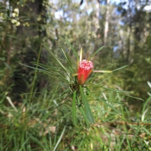 Lambertia formosa at Ulladulla, NSW - 28 Jul 2023