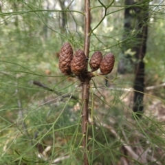 Petrophile pedunculata (Conesticks) at Ulladulla, NSW - 28 Jul 2023 by MatthewFrawley