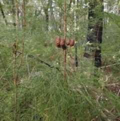 Petrophile pedunculata at Ulladulla, NSW - suppressed