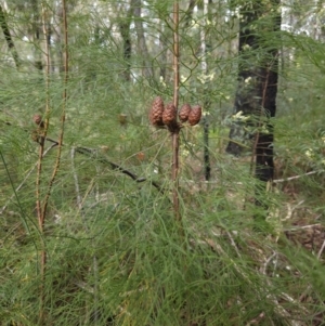 Petrophile pedunculata at Ulladulla, NSW - 28 Jul 2023