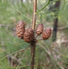 Petrophile pedunculata at Ulladulla, NSW - 28 Jul 2023