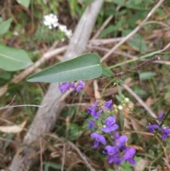 Hardenbergia violacea (False Sarsaparilla) at Ulladulla Wildflower Reserve - 28 Jul 2023 by MatthewFrawley