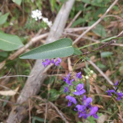 Hardenbergia violacea (False Sarsaparilla) at Ulladulla Wildflower Reserve - 28 Jul 2023 by MatthewFrawley